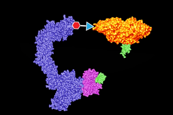 An illustration showing how protein degraders work