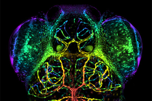 Zebrafish larval brain vasculature in rainbow