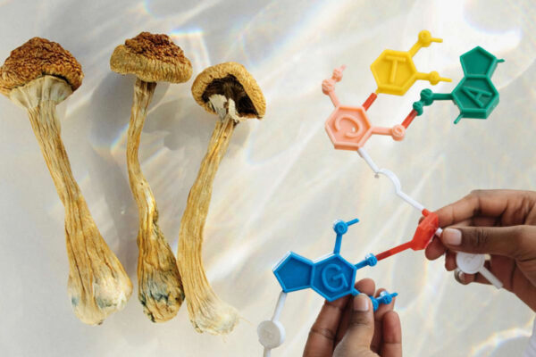 Dried mushrooms and some compound structures for psilocybin