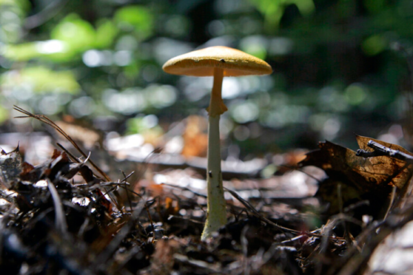 A mushroom growing in the dirt