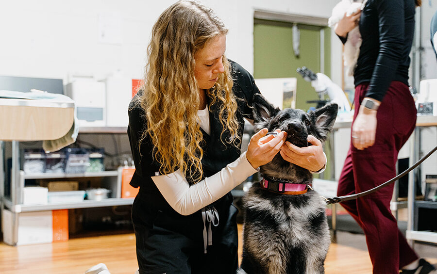 Sydney Weise gives a dog medication